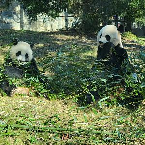 Smithsonian 2/22 - Asia Trail, giant pandas Mei Xiang and baby Xiao Qi Ji eating