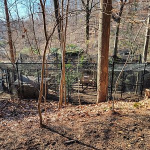 Smithsonian 2/22 - America Trail, ravens from above