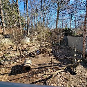 Smithsonian 2/22 - America Trail, North American river otters