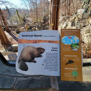 Smithsonian 2/22 - America Trail, Beaver signage example