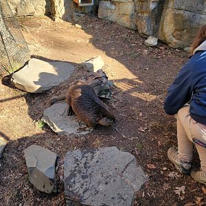 Smithsonian 2/22 - America Trail, trying to catch the beavers
