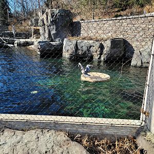 Smithsonian 2/22 - America Trail, California sea lions and brown pelicans