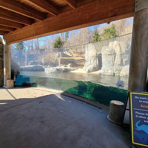 Smithsonian 2/22 - America Trail, California sea lion mid-level viewing window