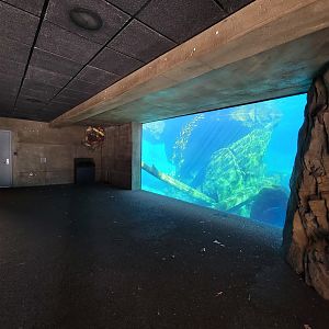 Smithsonian 2/22 - America Trail, California sea lion underwater viewing