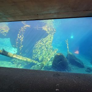 Smithsonian 2/22 - America Trail, California sea lion underwater viewing