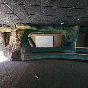 Smithsonian 2/22 - America Trail, California sea lion underwater seating and video