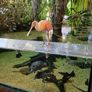 Smithsonian 2/22 - Amazonia, turtle and ray pool