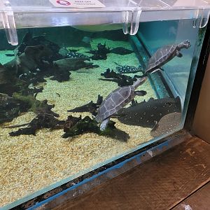 Smithsonian 2/22 - Amazonia, turtle and ray pool