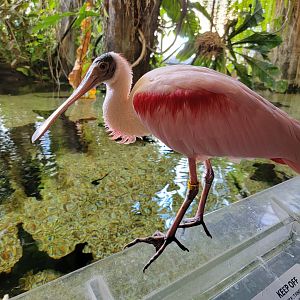 Smithsonian 2/22 - Amazonia, turtle and ray pool