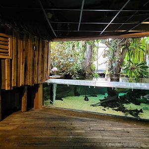 Smithsonian 2/22 - Amazonia, turtle and ray pool, side view