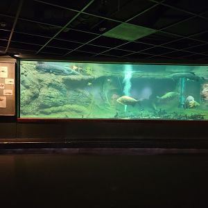 Smithsonian 2/22 - Amazonia, Arapaima tank