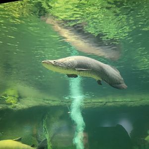 Smithsonian 2/22 - Amazonia, Arapaima