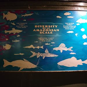 Smithsonian 2/22 - Amazonia, diversity of the Amazon