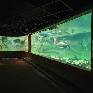 Smithsonian 2/22 - Amazonia, Arapaima tank