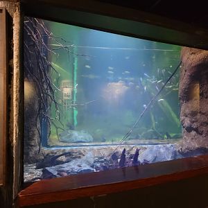 Smithsonian 2/22 - Amazonia, piranha tank