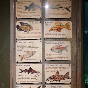 Smithsonian 2/22 - Amazonia, signage example