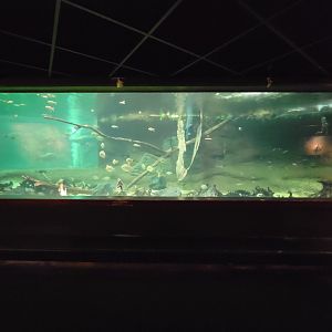 Smithsonian 2/22 - Amazonia, smaller species tank
