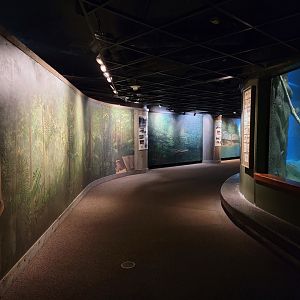 Smithsonian 2/22 - Amazonia, murals