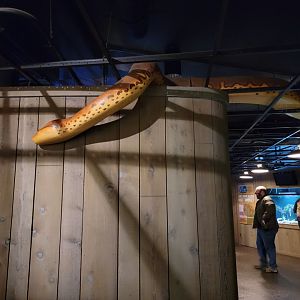 Smithsonian 2/22 - Amazonia, giant Anaconda in the ceiling