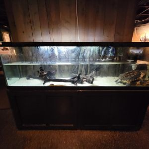 Smithsonian 2/22 - Amazonia, small matamata tank