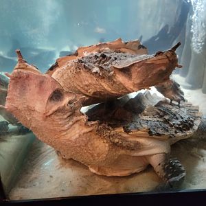 Smithsonian 2/22 - Amazonia, matamata