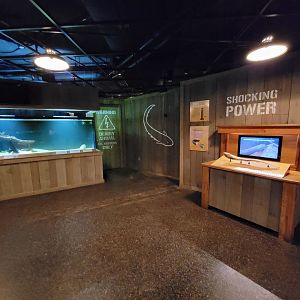 Smithsonian 2/22 - Amazonia, Shocking Power area, knifefish and electric eel