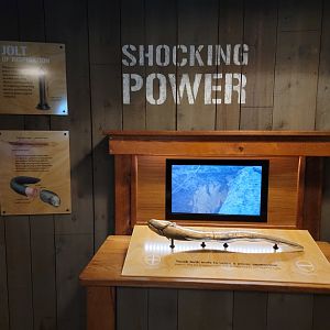 Smithsonian 2/22 - Amazonia, Shocking Power area, knifefish and electric eel
