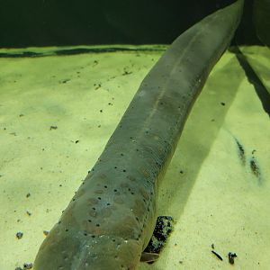 Smithsonian 2/22 - Amazonia, electric eel