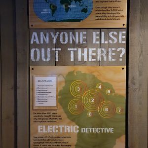 Smithsonian 2/22 - Amazonia, Shocking Power area, knifefish and electric eel