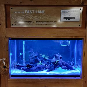 Smithsonian 2/22 - Amazonia, knifefish