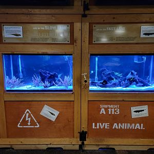 Smithsonian 2/22 - Amazonia, knifefish, slow lane / fast lane