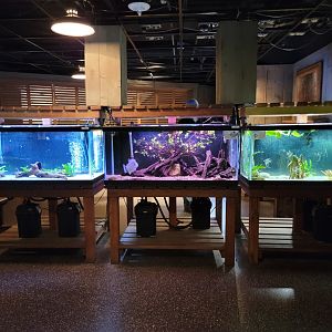 Smithsonian 2/22 - Amazonia, fishes