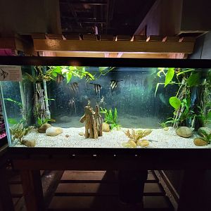 Smithsonian 2/22 - Amazonia, freshwater angelfish