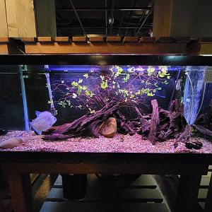 Smithsonian 2/22 - Amazonia, violet line piranha