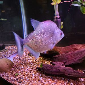 Smithsonian 2/22 - Amazonia, violet line piranha