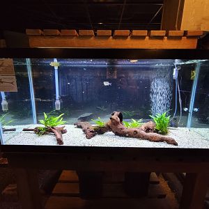 Smithsonian 2/22 - Amazonia, silver hatchetfish and twig catfish