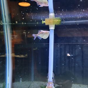 Smithsonian 2/22 - Amazonia, silver hatchetfish