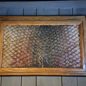 Smithsonian 2/22 - Amazonia, arapaima skin