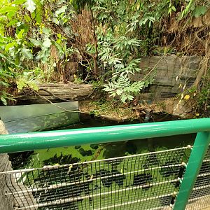 Smithsonian 2/22 - Amazonia, second floor free-flight area