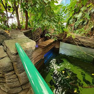 Smithsonian 2/22 - Amazonia, second floor free-flight area