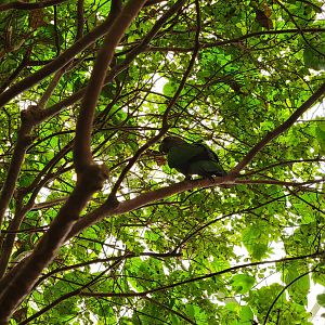 Smithsonian 2/22 - Amazonia, second floor free-flight area, hawk-headed parrot