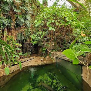 Smithsonian 2/22 - Amazonia, second floor free-flight area, above arapaima tank