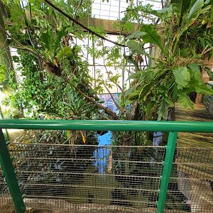Smithsonian 2/22 - Amazonia, second floor free-flight area, above entrance pool