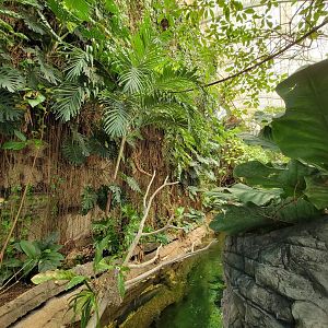 Smithsonian 2/22 - Amazonia, second floor free-flight area