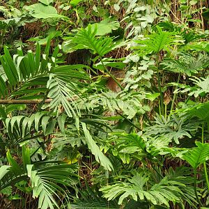 Smithsonian 2/22 - Amazonia, primate running across rope bridge