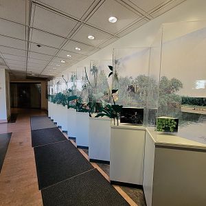 Smithsonian 2/22 - Amazonia, area between free-flight and other staircase