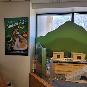 Smithsonian 2/22 - Amazonia, Guinea pigs