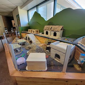 Smithsonian 2/22 - Amazonia, Guinea pigs