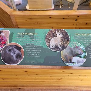 Smithsonian 2/22 - Amazonia, Guinea pigs