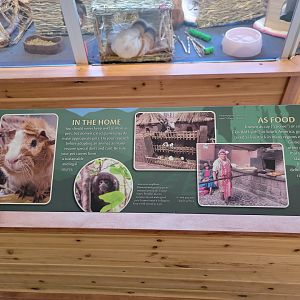 Smithsonian 2/22 - Amazonia, Guinea pigs